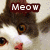 A cat's face with brown and white fur, orange eyes, a pink nose, and the word "Meow" in white text on dark red banners across different positions.