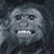 pixelated monkey faces with varying expressions, some showing teeth or open mouths, and two instances of 'Pirates Caribbean' text at bottom corners