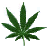 Green cannabis leaf icon with text about smoking joints at different times of day, displayed in a static image format.