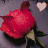 A red rose with green leaves and a brown stem appears in two side-by-side frames, each showing a heart symbol above it.
