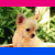 Four- shows a small dog in various poses with text reading 'I love my chihuahua' on the right