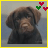 A dog with brown fur and a black coat appears in four -aligned , each bordered by colored frames