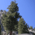 Pixelated static image of a tall tree with dense foliage against a clear blue sky, showing partial ground and building elements at the bottom.