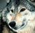 Pixelated close-up of a wolf's face with light-colored fur and dark eyes against a blurred background.