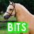A light brown horse with a dark bridle stands in front of a green background, with green text overlays changing across four