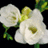 Pixelated white flowers with green stems and leaves on a black background, accompanied by text about floral scents.