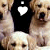 dog images with a black background, featuring white heart symbols and small square icons above them