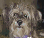 A sequence of five dog head portraits showing progressive lightening and simplification from brown to white fur with consistent purple collar across all frames.