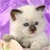 Pixelated image of a light-colored dog with dark brown ears and nose against a purple gradient background.
