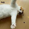 A white cat with light brown patches lies on a beige surface, one paw extended forward, eyes open, with the word 'hug' in black text at top left.