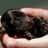 A hand holds a small black puppy with red accents, accompanied by text overlays expressing gratitude and admiration for the puppies.