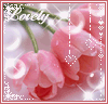 Pink tulip flowers with water droplets, white text reading 'Lovely', and decorative bubble and star patterns on a light background.