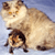 A pixelated image of a light brown cat with darker brown patches sitting upright, facing forward with a neutral expression against a gradient blue background.