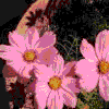 Four- of pink cosmos flowers with yellow centers against dark foliage, text changes from 'he loves me...' to 'he loves me not...' with a heart symbol in the bottom-right