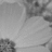 A grayscale pixelated image with no discernible subjects or objects, featuring abstract light and dark gray tones across the entire frame.