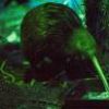 A blurry green-toned static image shows a figure with dark hair and a green garment against a green background with light patterns.