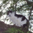 Static image with red background showing a grayscale photo of a person in foliage and text elements.