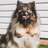 Pixelated static image of a dog with dark brown and tan fur standing against horizontal striped background.