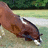 A horse's head in profile on a grassy field with green text overlay reading "I didn't get what I wanted for Christmas so now I'm crying" and "GET ME A GOOD GIF OR WATCH OUT!".