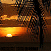 Sunset scene with palm fronds silhouetted against orange sky, repeated in pattern with text overlay
