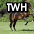 A horse gallops across a grassy field with green foliage in the background, displaying three distinct poses of motion.