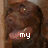 A brown dog with a pink tongue and yellow eyes appears in two side-by-side frames, each with white text below its mouth.