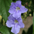 A pixelated static image of a light purple flower with layered petals against a blurred green background with hints of brown and yellow.