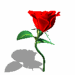 Red rose with green stem and leaves, gray shadow on white background.
