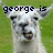 A four- shows a white llama with a green grass background, each containing text that reads "george is cooler than you." The are arranged in a layout with the bottom-right empty