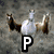 Four show horses in various poses with letters P, i, and D overlaid on each
