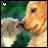 A pixelated close-up of a light brown dog's face with green foliage background, showing two variations: one with white heart icon and another with green heart icon.