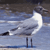 A pixelated static image of a bird standing on a surface with a blurred background.