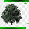 Animated sequence of a dark green tree with dense foliage against a transparent background, framed by green borders with vertical text elements.