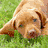six distinct pixelated images: a dog on grass, text with hearts, two swans forming a heart, another dog, reindeer, and a soccer ball