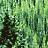 Pixelated forest scene with dense green foliage, tree trunks, and a light-colored path or stream winding through the lower center.