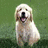 Three distinct dog images arranged in a : top-left golden retriever, top-right Yorkshire terrier, bottom-left white terrier-like dog with blue eyes