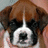 Brown and white dog face with black markings around eyes, nose, and mouth in four