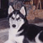 Pixelated static image of a dog with white and dark fur, upright ears, and an open mouth against a blurred background.