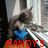 A cat with a blue bow sits on a striped surface with red text reading 'RANDYS GOIN' DOWN' across the bottom.