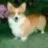 A pixelated image of a small dog with light brown and white fur standing on green grass, next to text asking "Is That A Rat Or A Dog?".