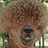 A pixelated image of a brown alpaca-like animal on a bright pink background with overlaid text.