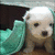 Animated sequence of a light-colored puppy with dark eyes and nose, positioned against a teal fabric background, with cyan text and emoticon changing between frames.