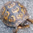 Pixelated turtle image on left with green background and text "Hey Look! It's my teacher! :)" in black pixel font.