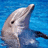 Two dolphin heads emerge from blue water, one with white text overlay reading "~Kylie~" in pixelated font.