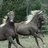 Two pixelated horses stand side-by-side on a grassy area with trees in the background, next to blue text reading "Me And Jules Love Ponies" on red.