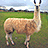 A pixelated image of a light brown alpaca standing in a grassy field with a blue sky background, accompanied by cyan text on green
