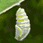 Animated sequence showing a caterpillar transforming into a butterfly on green foliage background.