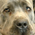 A pixelated close-up of a dog's face showing eyes, nose, and mouth with light brown and white fur textures.