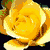 Six pixelated rose images arranged in a , each with distinct color variations and some text overlays