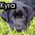 A four- shows a black dog, brown dog with cat, panda, and empty space with text overlays reading Kyra loves animals